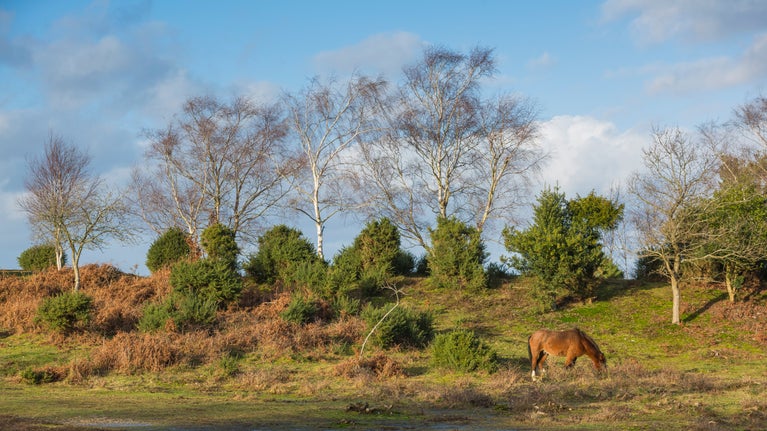 Horse grazing at Rockford Common in winter in the New Forest, Hampshire